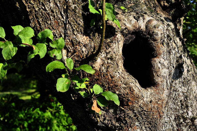 Fairy Hollows